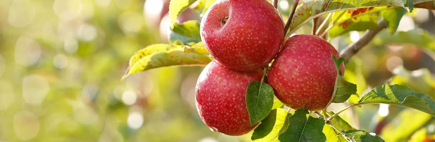 Uma maçã rica em aromas excecionais